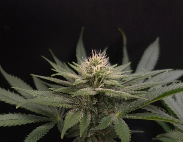 • Fruity Pebbles •. Week 10
