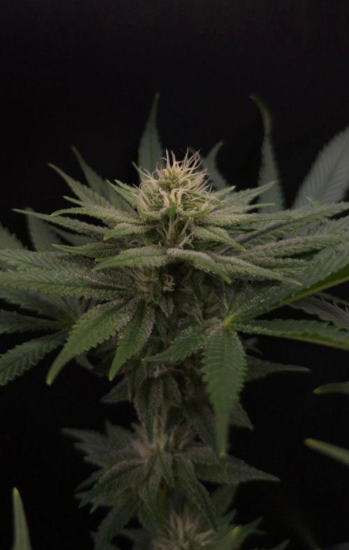 • Fruity Pebbles •. Week 10