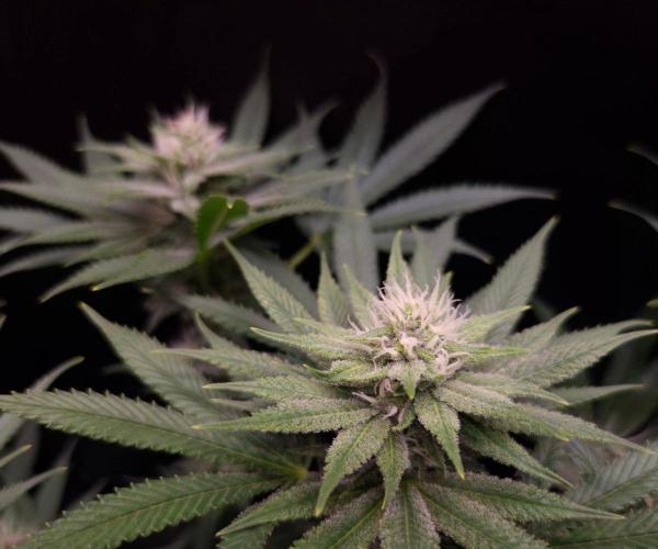• Fruity Pebbles •. Week 10