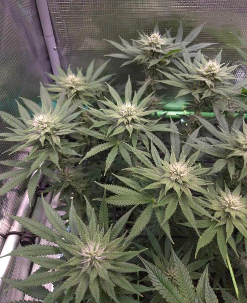 • Fruity Pebbles •. Week 10
