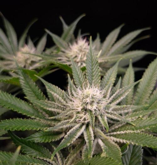 • Deepwater Cherry •. Week 10 - #1