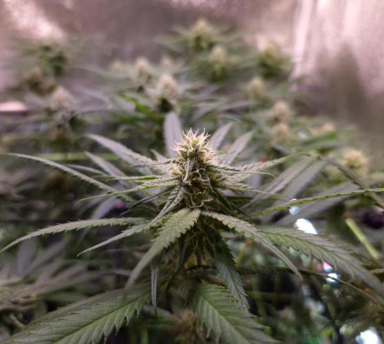 •Strawberry Guava BX•. Week 10 - D70/35F