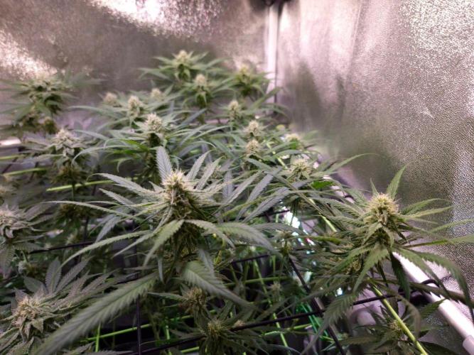•Strawberry Guava BX•. Week 10