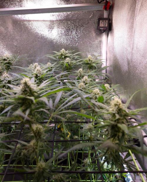 •Strawberry Guava BX•. Week 10