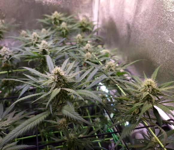 •Strawberry Guava BX•. Week 10