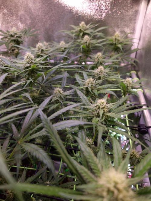 •Strawberry Guava BX•. Week 10