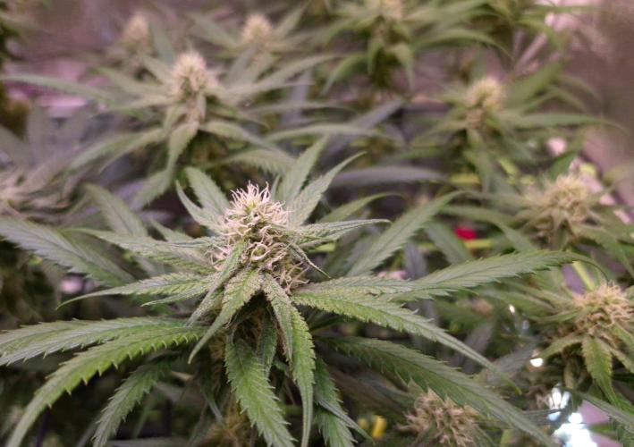 •Strawberry Guava BX•. Week 10