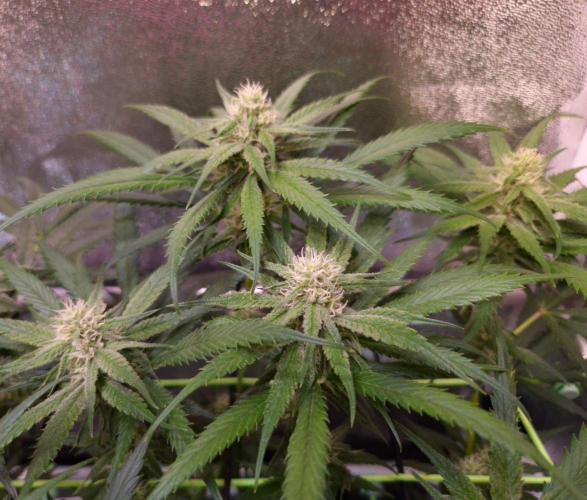 •Strawberry Guava BX•. Week 10