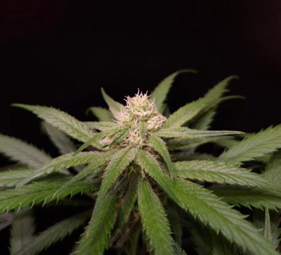 •Strawberry Guava BX•. Week 10