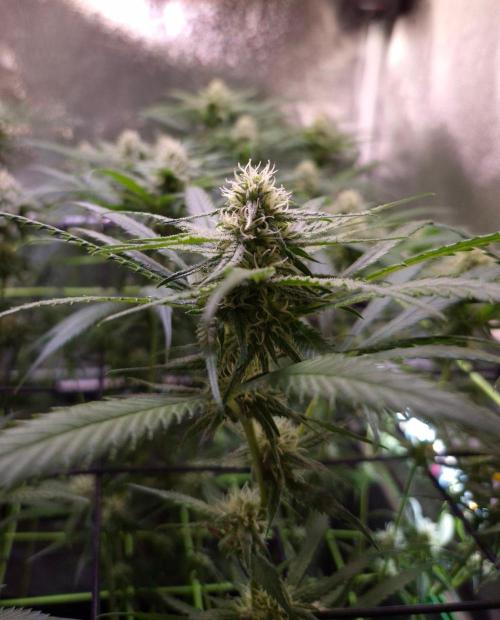 •Strawberry Guava BX•. Week 10