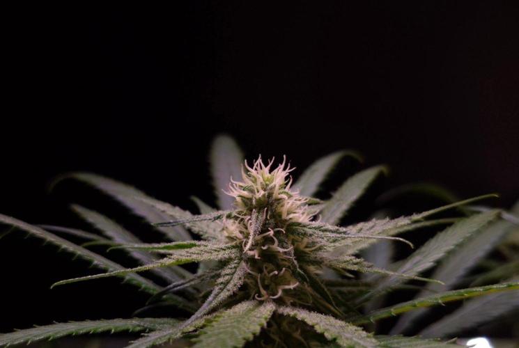 •Strawberry Guava BX•. Week 10