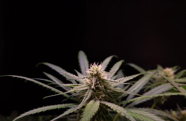 •Strawberry Guava BX•. Week 10