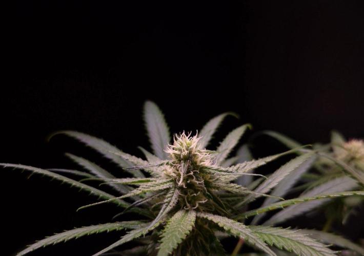 •Strawberry Guava BX•. Week 10