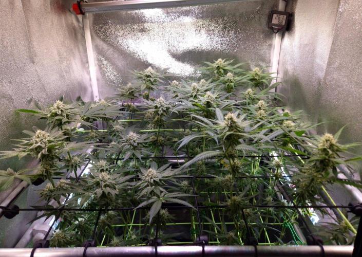 •Strawberry Guava BX•. Week 10