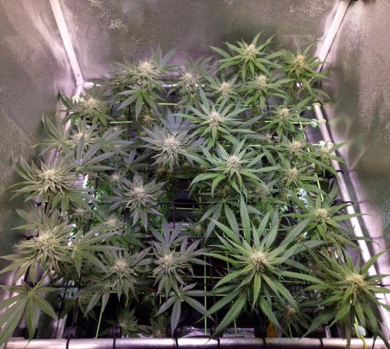 Strawberry Guava BX. Week 10