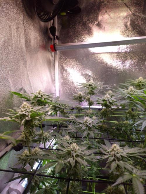 • Strawberry Lobster •. Week 10