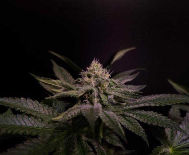 • Strawberry Lobster •. Week 10