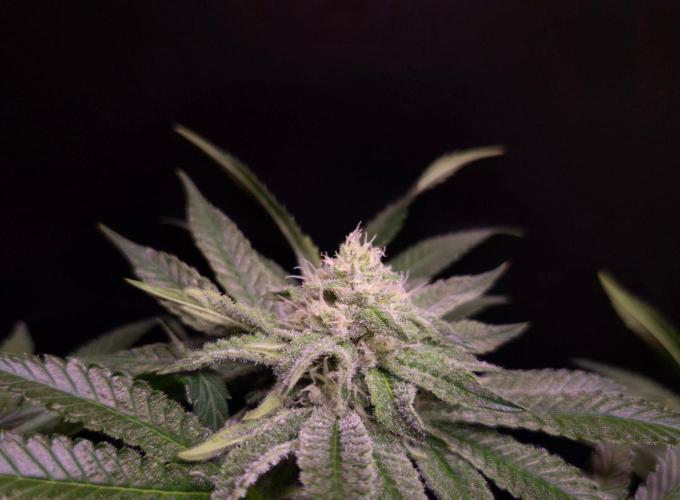 • Strawberry Lobster •. Week 10