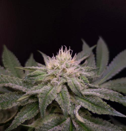 • Strawberry Lobster •. Week 10