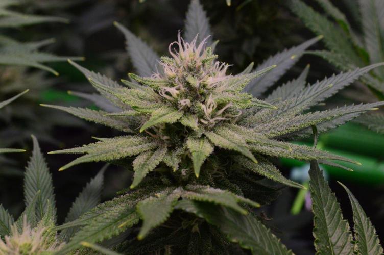 • Fruity Pebbles •. Week 11 - D77/35F