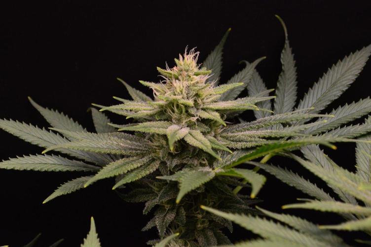 • Fruity Pebbles •. Week 11