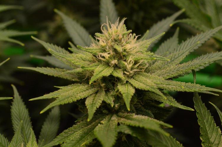 • Fruity Pebbles •. Week 11