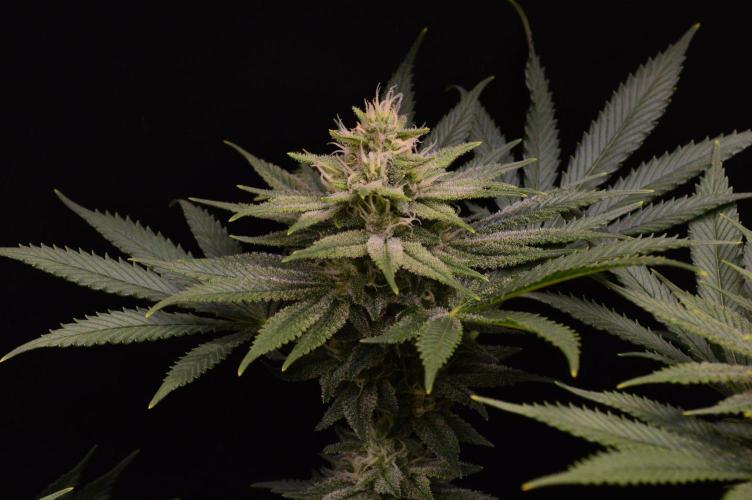 • Fruity Pebbles •. Week 11
