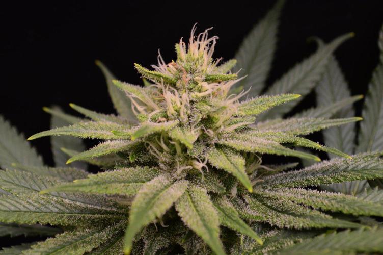 • Fruity Pebbles •. Week 11