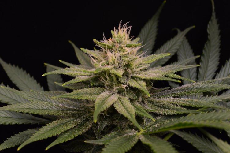 • Fruity Pebbles •. Week 11