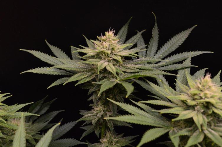 • Fruity Pebbles •. Week 11