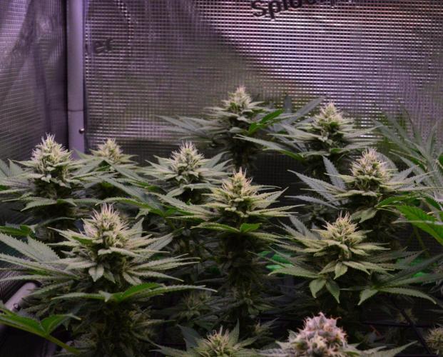 • Fruity Pebbles •. Week 11