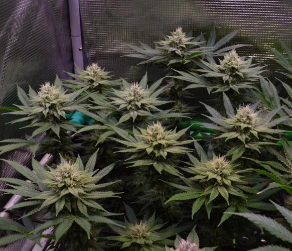 • Fruity Pebbles •. Week 11