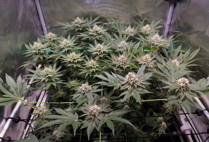 • Fruity Pebbles •. Week 11