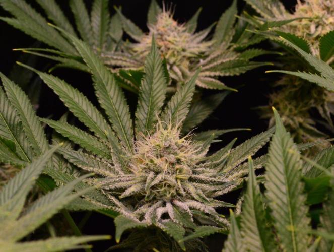 • Deepwater Cherry •. Week 11