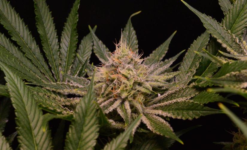 • Deepwater Cherry •. Week 11