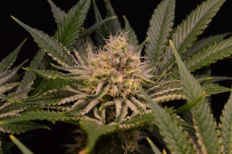 • Deepwater Cherry •. Week 11