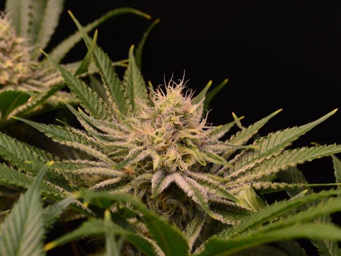 • Deepwater Cherry •. Week 11