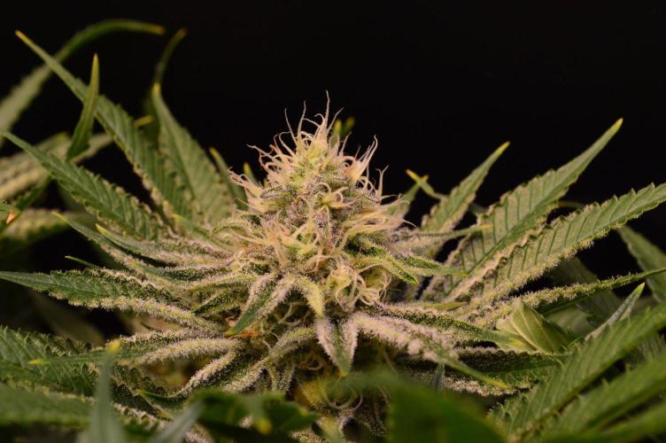 • Deepwater Cherry •. Week 11