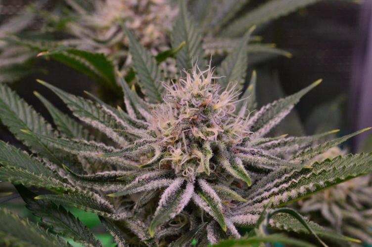 • Deepwater Cherry •. Week 11