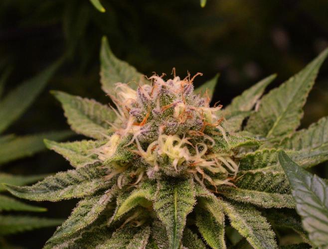 • Deepwater Cherry •. Week 11