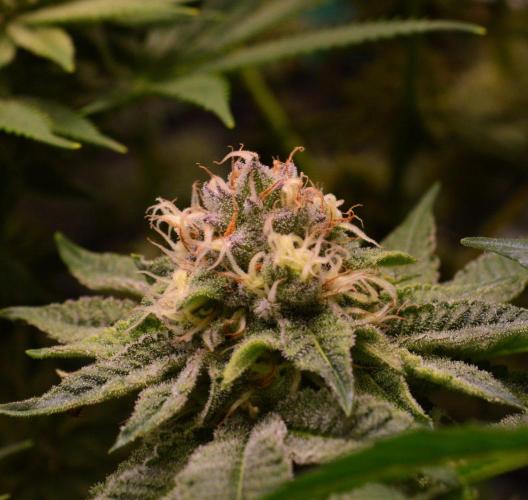 • Deepwater Cherry •. Week 11