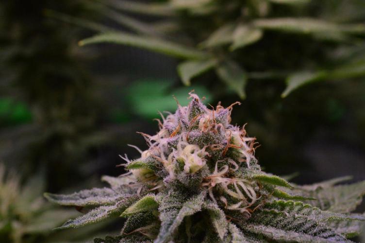• Deepwater Cherry •. Week 11
