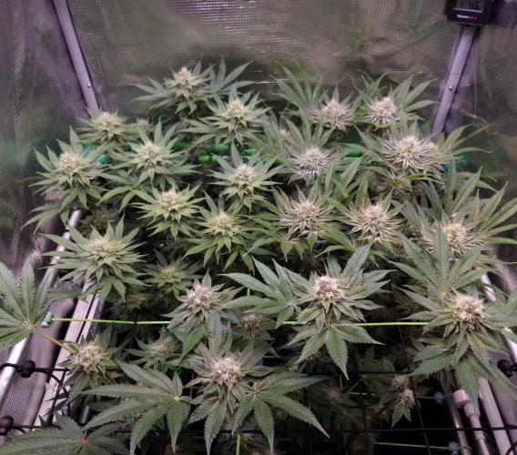 • Deepwater Cherry •. Week 11