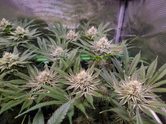 • Deepwater Cherry •. Week 11