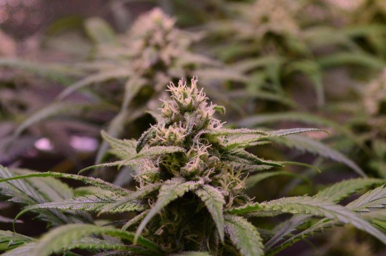 •Strawberry Guava BX•. Week 11 - D77/35F