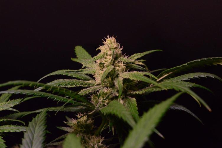 •Strawberry Guava BX•. Week 11