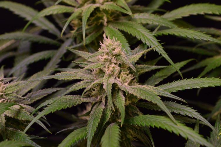 •Strawberry Guava BX•. Week 11