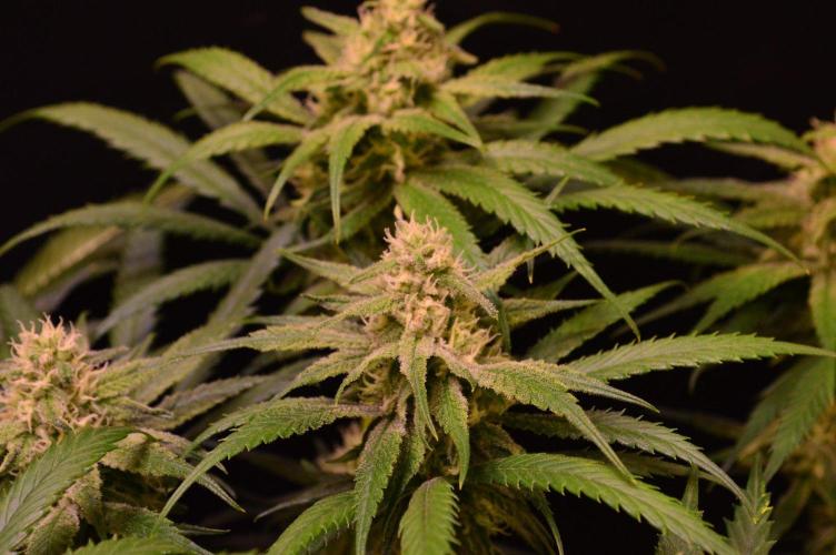 •Strawberry Guava BX•. Week 11