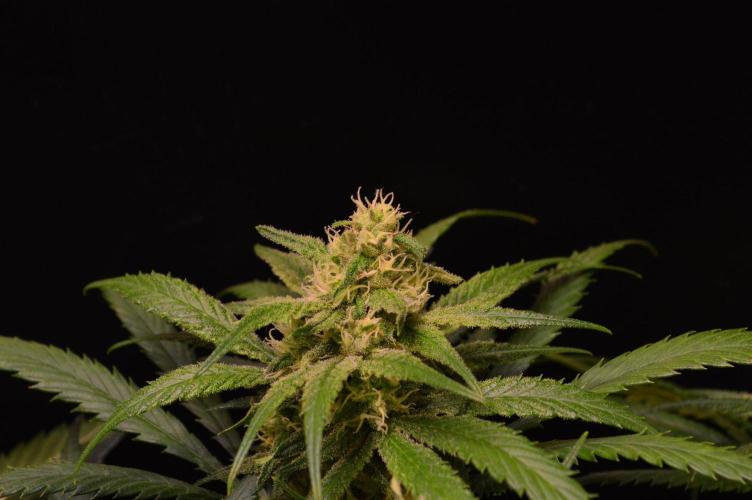 •Strawberry Guava BX•. Week 11
