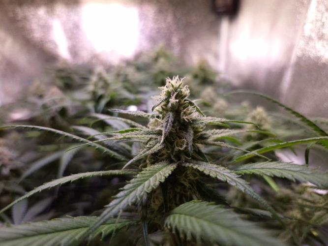 •Strawberry Guava BX•. Week 11